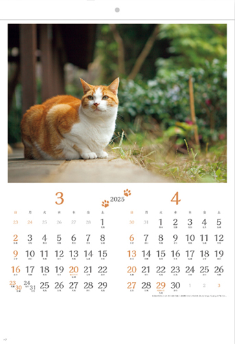 猫さんぽ〔2カ月玉〕