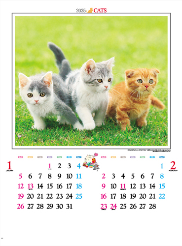 かわいい猫