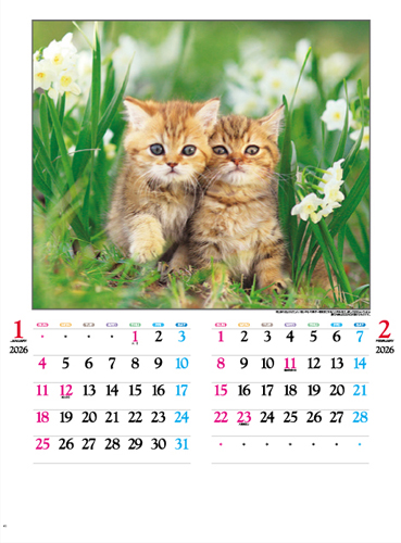 かわいい猫
